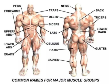 Fascial Dissection Part 1: A Week of Once You Cut it Off You Can't Put it Back